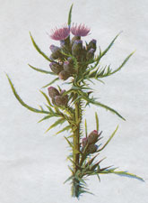 Marsh Thistle