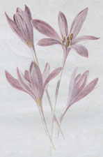 Meadow Saffron