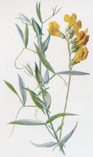 Meadow Vetchling