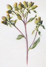 Ploughman's Spikenard