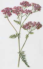 Rosy Yarrow