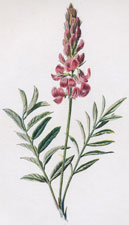 Sainfoin