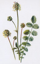 Salad Burnet