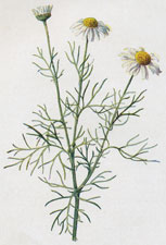 Scentless Mayweed