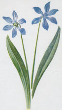 Siberian Squill