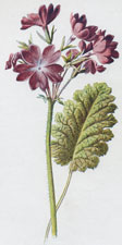 Siebold's Primrose