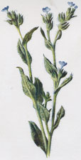 Small Bugloss