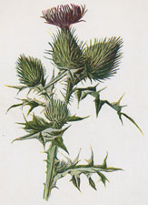 Spear-Plume Thistle