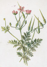 Stork's Bill