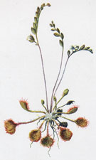 Sundew