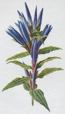 Swallow-Wort Gentian