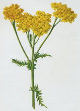 Tansy