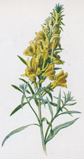 Toadflax