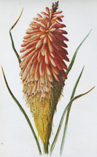 Torch Lily