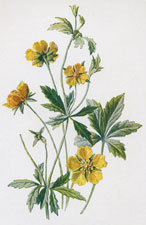 Tormentil Cinquefoil