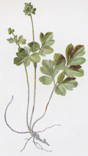 Tuberous Moschatel