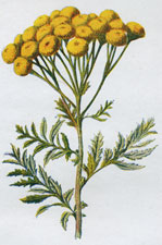 Tansy