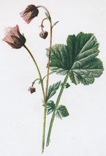 Water Avens