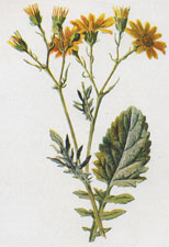 Water Ragwort