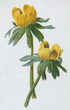 Winter Aconite