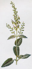 Wood Sage