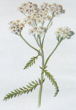 Yarrow