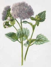 Ageratum