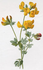 Birdsfoot Trefoil