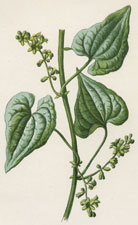 Black Bryony