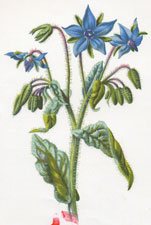 Borage