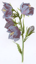 Broad Bell Flower