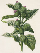 Burdock