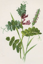 Bush Vetch