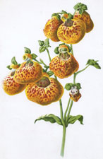 Calceolaria