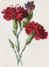 Clove Carnation