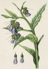 Comfrey