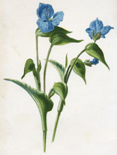 Commelina