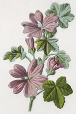 Common Mallow