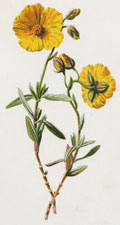 Common Rock Rose