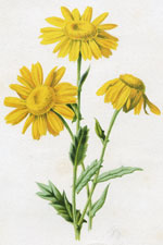 Corn Marigold