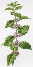 Corn Mint