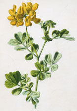 Coronilla