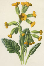 Cowslip