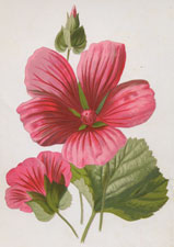 Crimson Mallow