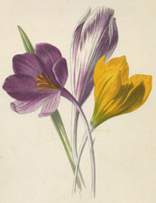 Crocus