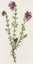 Cross-leaved Heath