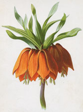 Crown Imperial