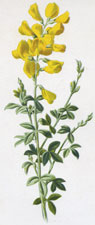 Cytisus