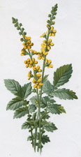 Agrimony