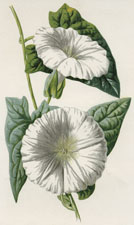 Bindweed